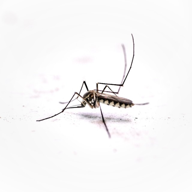 Control de mosquitos FUMIZA Honduras